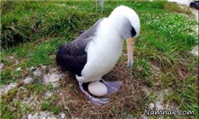 پیرترین پرنده 66 ساله پیرترین پرنده