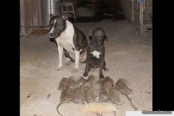 گریه سگ سر جسد موش ها