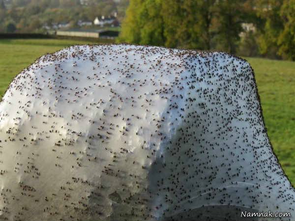 حمله عنکبوت ها