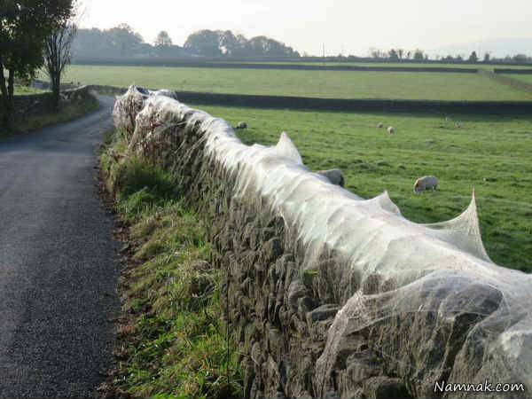 حمله عنکبوت ها