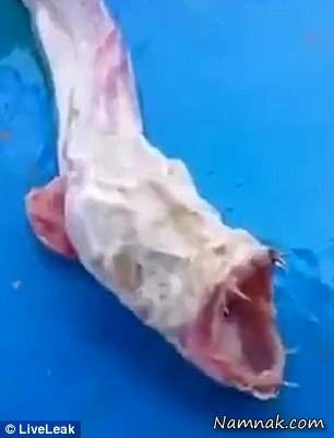 هیولای اقیانوس