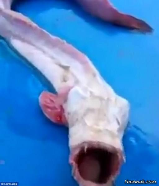 هیولای اقیانوس