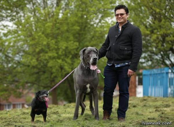 سنگین وزن ترین سگ 