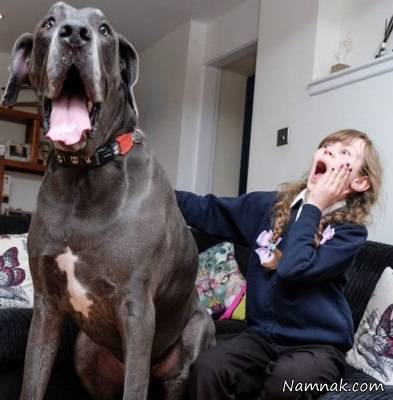 سنگین وزن ترین سگ 