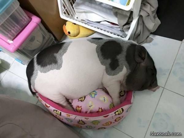 خوک خانگی اندازه یک گوساله خوک خانگی