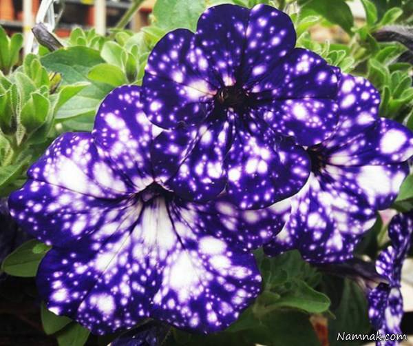 گل کهکشانی بنفش گل کهکشانی