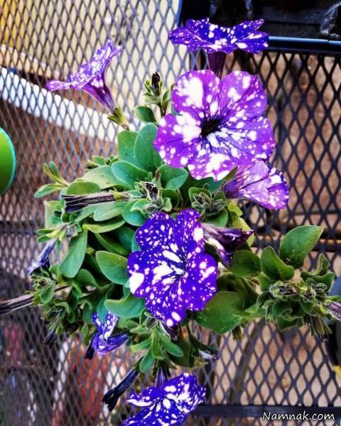 گل کهکشانی بنفش گل کهکشانی