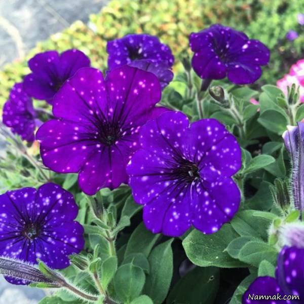 گل کهکشانی اطلسی بنفش گل کهکشانی