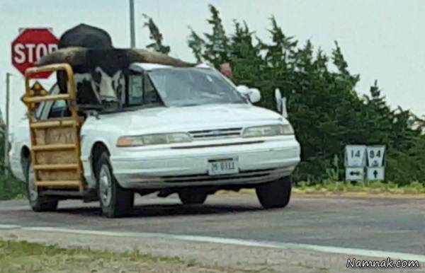 ماشین شخصی گاو ماشین گاو