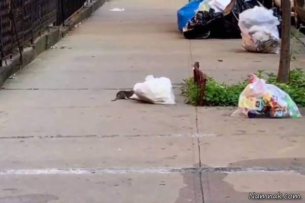 موش قوی حمل زباله موش قوی