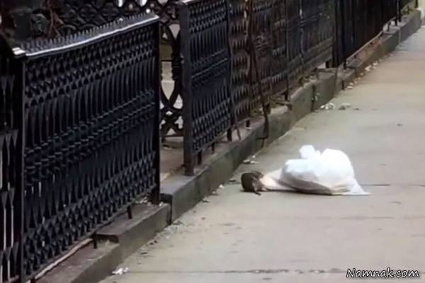 عکس خنده دار موش قوی موش قوی