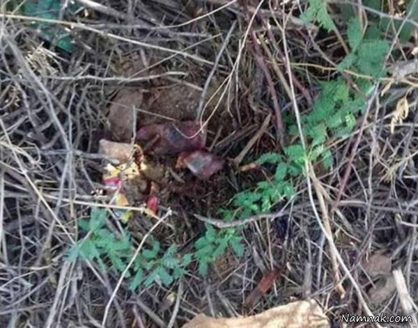 خورده شدن نوزاد تازه متولد شده نوزاد تازه متولد شده