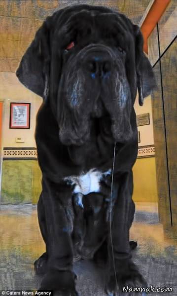 عکس زشت ترین سگها 