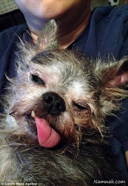 عکس زشت ترین سگها