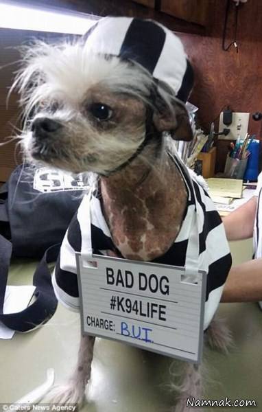 عکس زشت ترین سگها