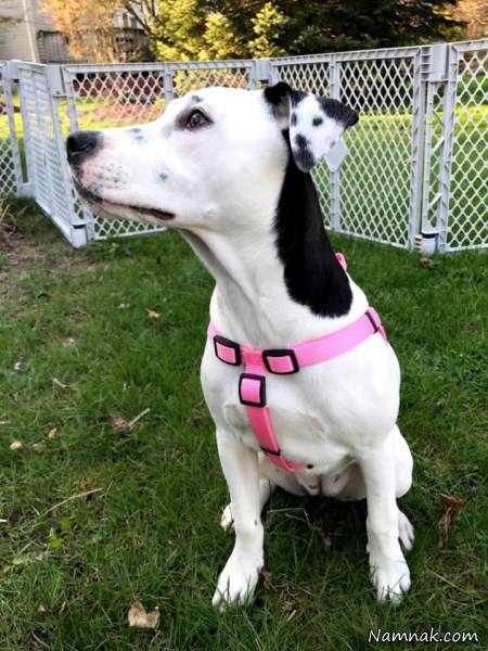 سگ خالدار با خال های جالب سگ خالدار