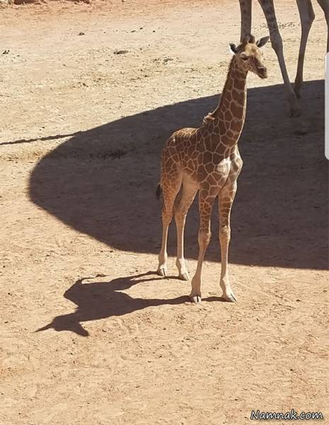 سایه های جالب حیوانات سایه های جالب