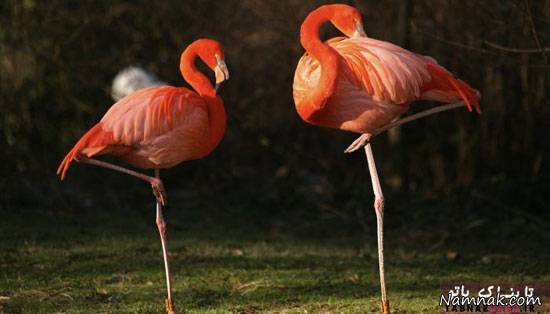 رنگ فلامینگو