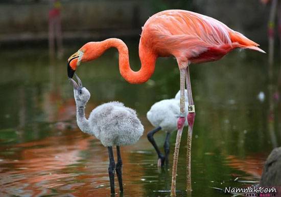 رنگ فلامینگو