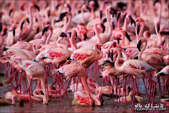 رنگ فلامینگو