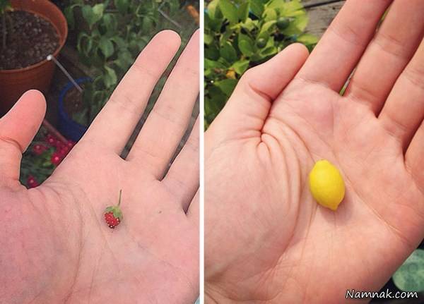 جالب و دیدنی میوه ها جالب و دیدنی