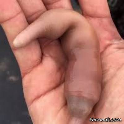 کرم دریایی عجیب و غریب کرم دریایی