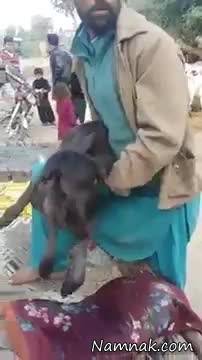 گوساله 2 سر