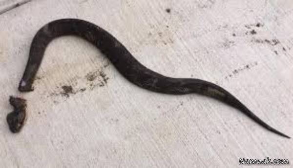  سر بریده مار