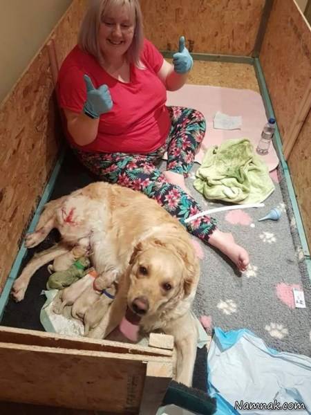 عکس توله سگ سبز توله سگ سبز