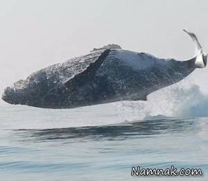 وال غول پیکر