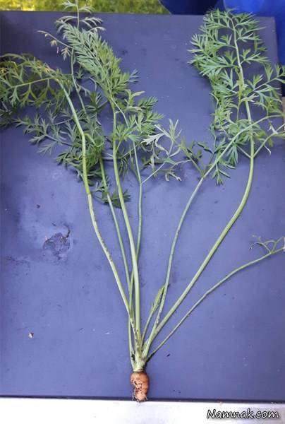 جالب و دیدنی عکس جالب و دیدنی