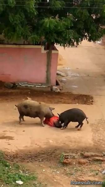 حمله خوک