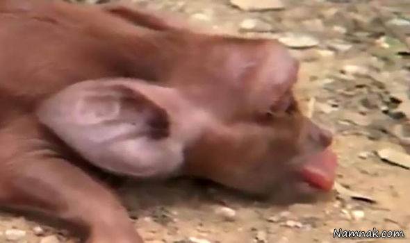 بچه خوک شکل میمون خوک میمون