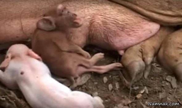 خوک میمون در کوبا خوک میمون