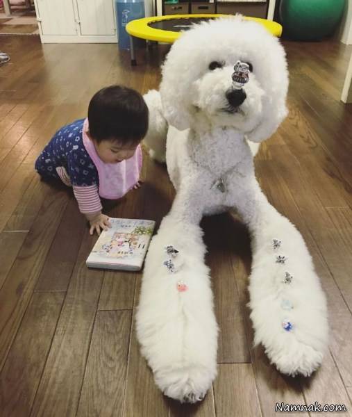 سگ دختربچه ژاپنی