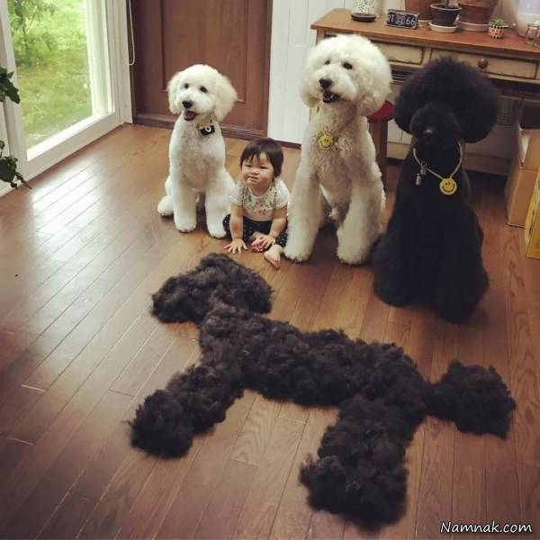 سگ دختربچه ژاپنی