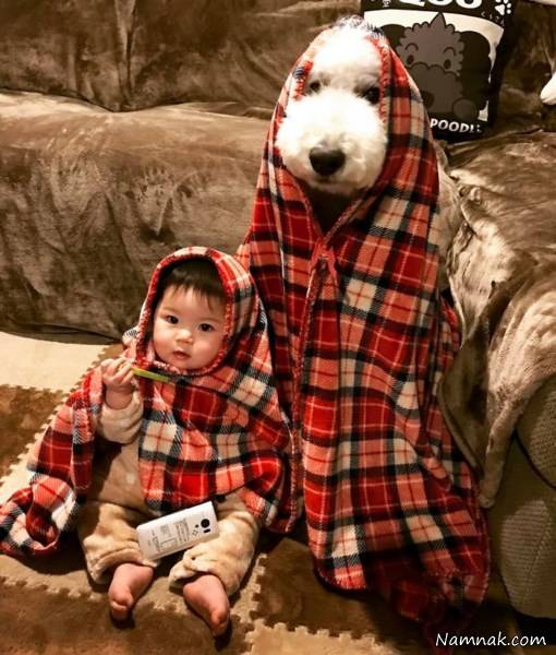 سگ دختربچه ژاپنی