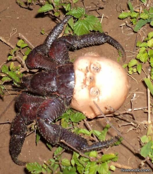 عجایب طبیعت خرچنگ ترسناک عجایب طبیعت