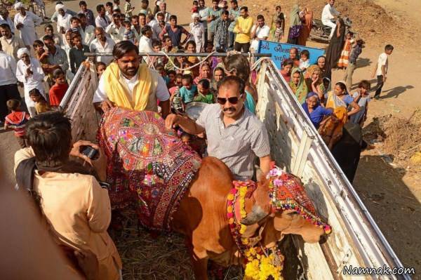 ادرا و مدفوع گاو