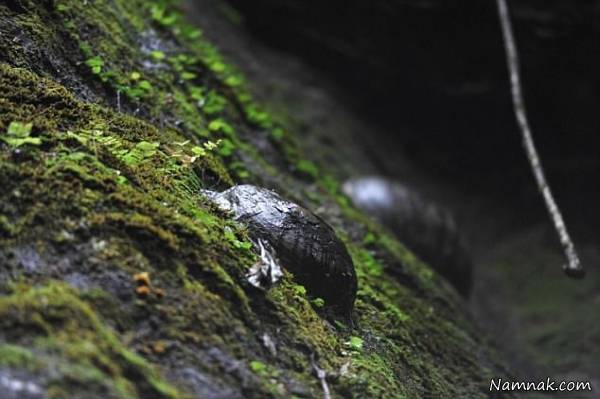 سنگ تخم گذار