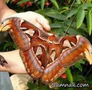 بزرگترین پروانه دنیا