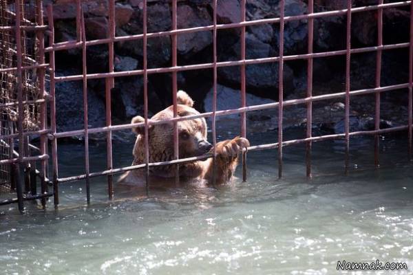 خرس گرسنه خرس گرسنه