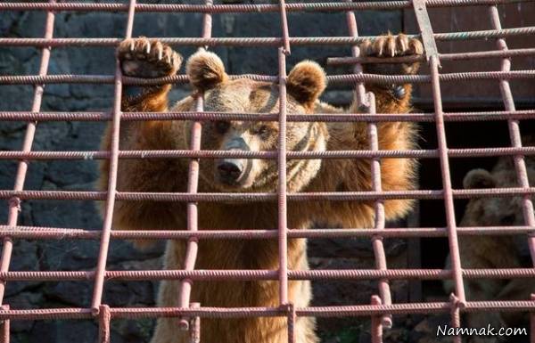 خرس گرسنه رستوران خرس گرسنه