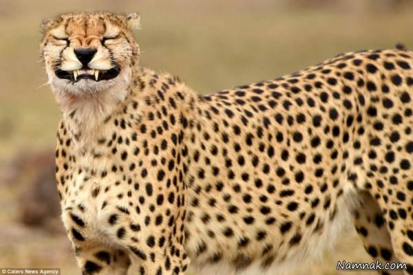 عکس جالب چیتا عکس چیتا