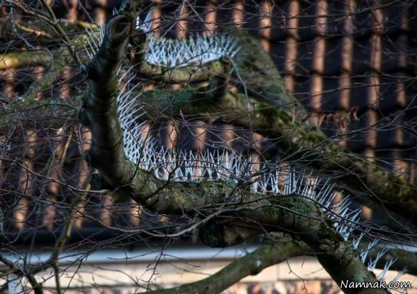 دور کردن کبوتر