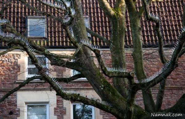 دور کردن کبوتر