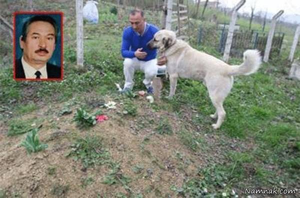 سگ باوفا سر قبر مرد ترکیه ای سگ باوفا