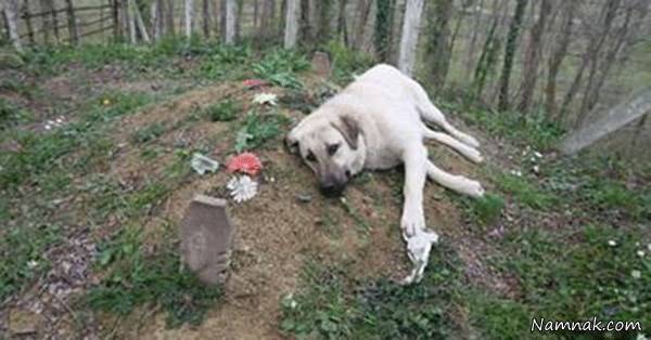 سگ باوفا سر قبر صاحبش سگ باوفا
