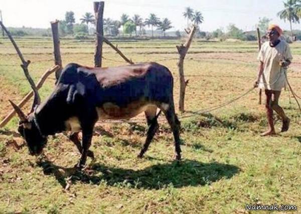 پیرمرد 109 ساله