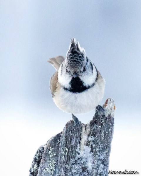انگری بردز واقعی انگری بردز